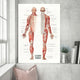 Anatomy wall art canvas painting featuring detailed French human muscle bodybuilding illustrations.