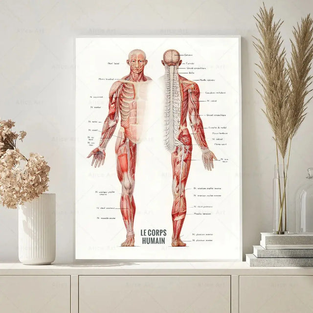 Anatomy wall art canvas painting featuring detailed French human muscle bodybuilding illustrations.