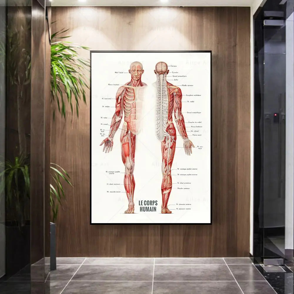 Anatomy wall art canvas painting featuring French human muscle bodybuilding.
