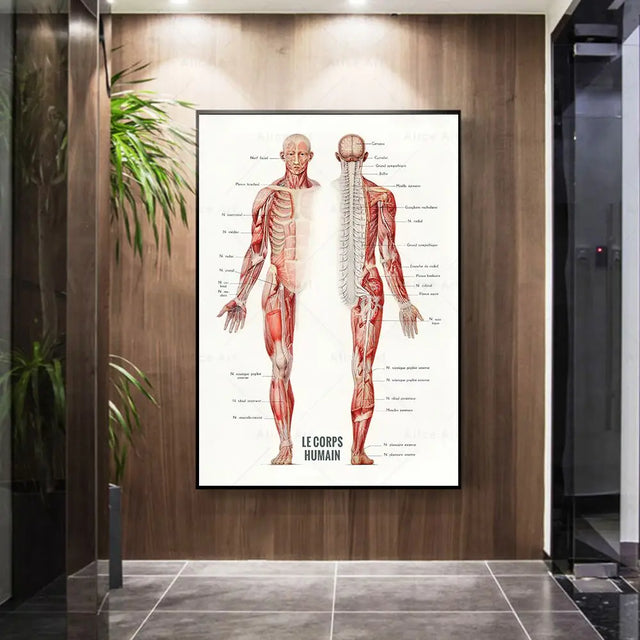 Anatomy wall art canvas painting featuring detailed French human muscle bodybuilding illustrations.