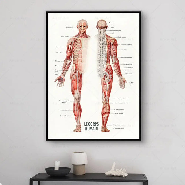 Anatomy wall art canvas painting featuring detailed French human muscle bodybuilding illustrations.