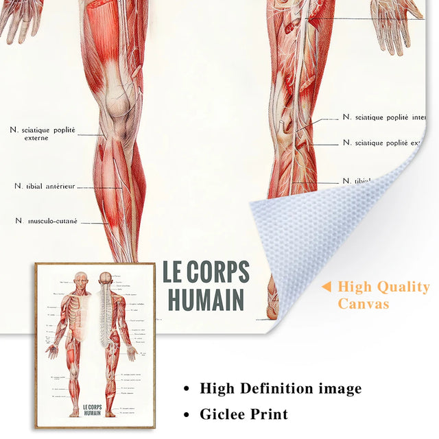 Anatomy wall art canvas painting featuring detailed French human muscle bodybuilding illustrations.